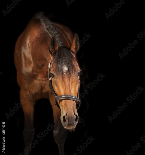 Horse black background