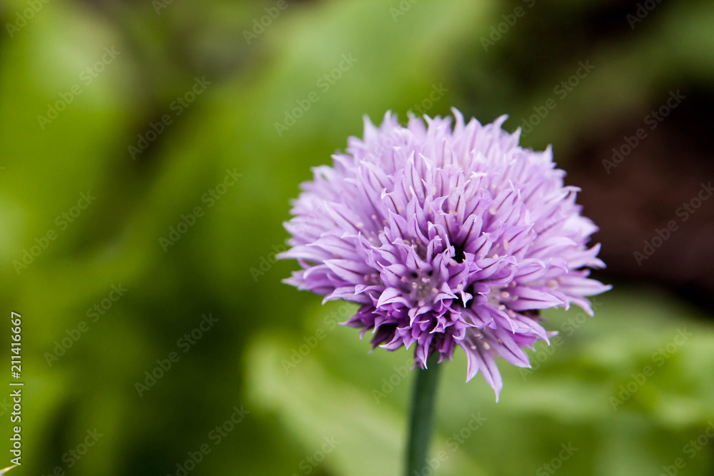 Floral summer background, soft focus. Blooming fistulosum. Blurred background. Floral summer background, soft focus. Blooming fistulosum. Blurred background.