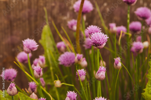 Floral summer background, soft focus. Blooming fistulosum. Blurred background. © abraca_da