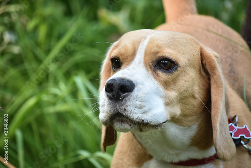 Beagle dog girl head. Portrait.