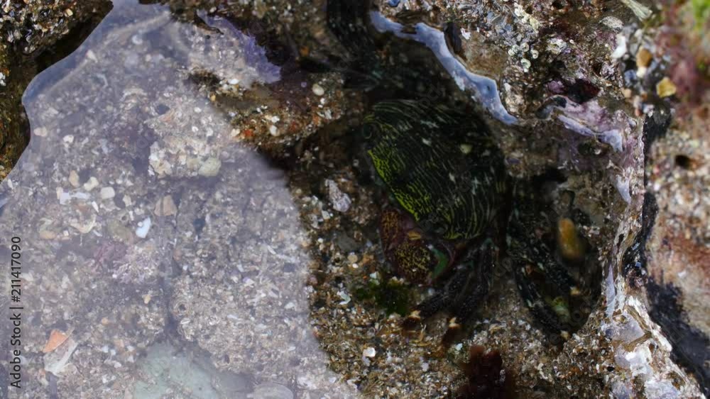 Tidepool life Tidepool life