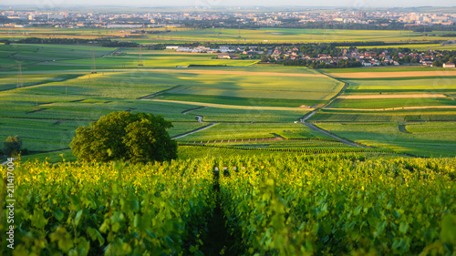 Rows of young green vineyards at Reims mountain, Champagne region, France photo