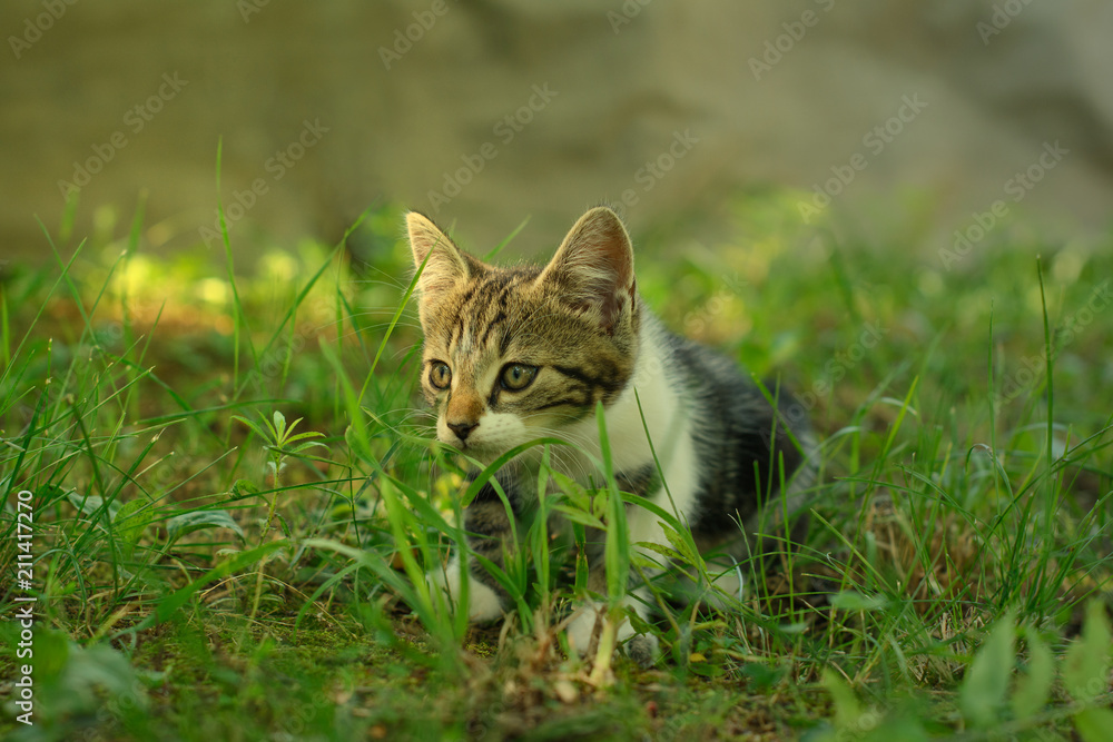 Beautiful domestic kitten is lurking in a grass. The kitty, hiding out in the shade, is partially lit by the warm sunlight. Beautiful domestic kitten is lurking in a grass. The kitty, hiding out in the shade, is partially lit by the warm sunlight.