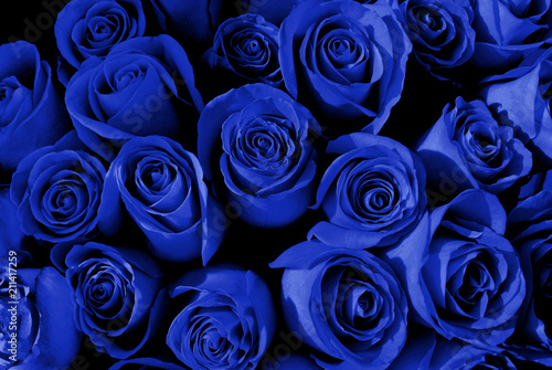 Blue roses background. Blue flowers 