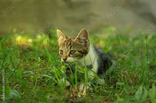 Beautiful domestic kitten is lurking in a grass. The kitty, hiding out in the shade, is partially lit by the warm sunlight.