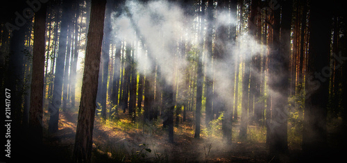 Smoke in the woods, the rays of the sun illuminate the smoke
