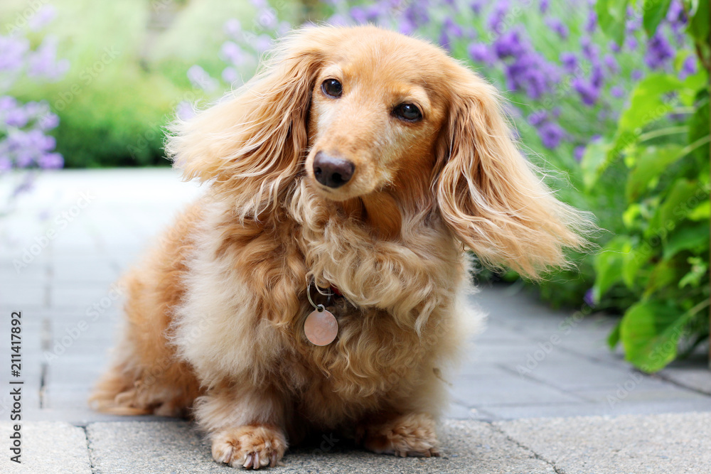 English cream Longhair dachshund outside in summer with lavender flowers in the background. 