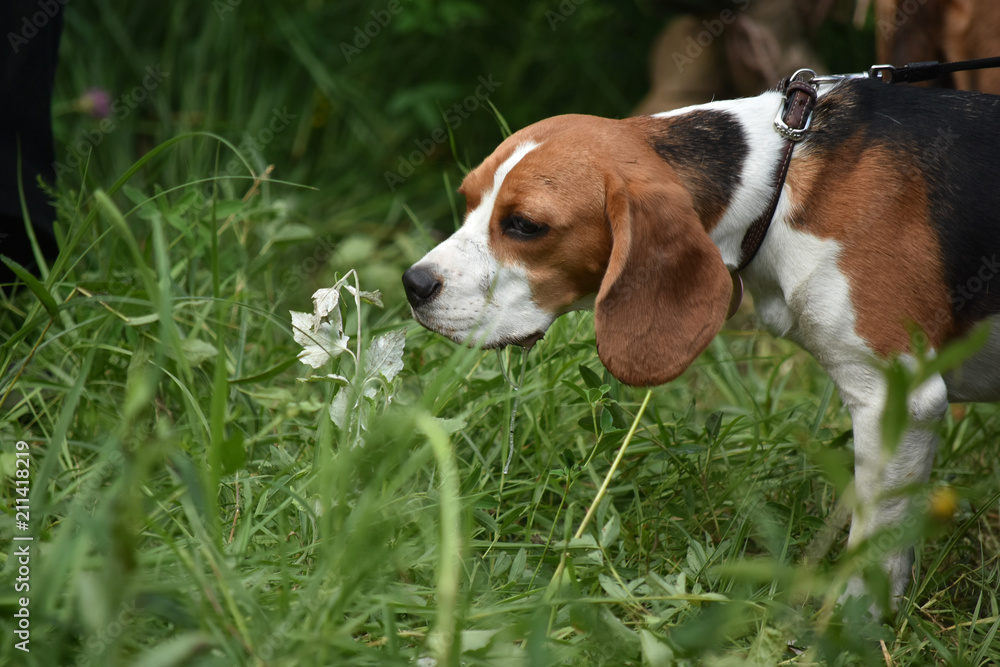 Beagle in the woods sniffing grass