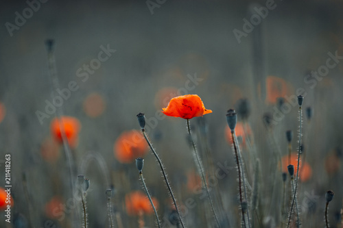 Fototapeta Naklejka Na Ścianę i Meble -  Mohnblume im Getreidefeld