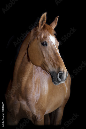 Fototapeta Naklejka Na Ścianę i Meble -  Horse black background