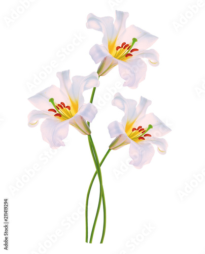 Bright lily flowers isolated on white background.