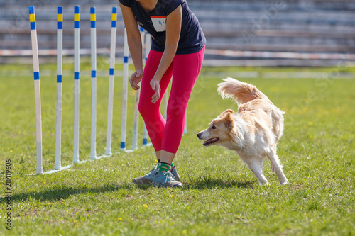 Quadro em tela Border collie with handler girl at the slalom in agility competition