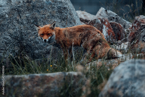 Der Fuchs auf dem Brocken im Harz