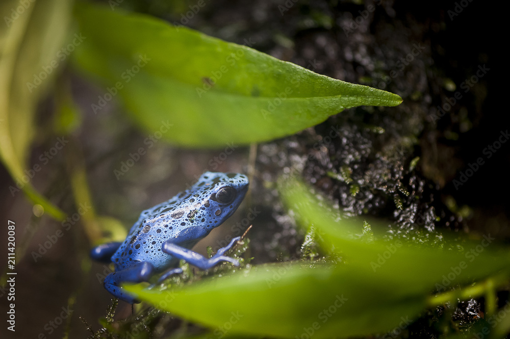 Fototapeta premium Grenouille azur