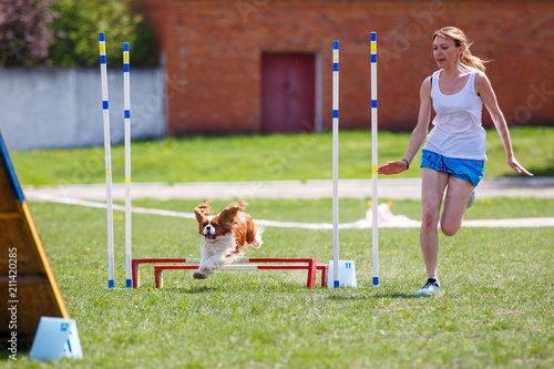 Small dog with handler jumping over hurdle in agility competition photo