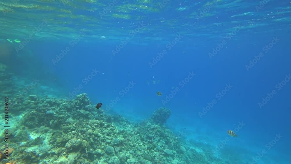 Nurkowanie. Egipt. Dahab Nurkowanie. Egipt. Dahab