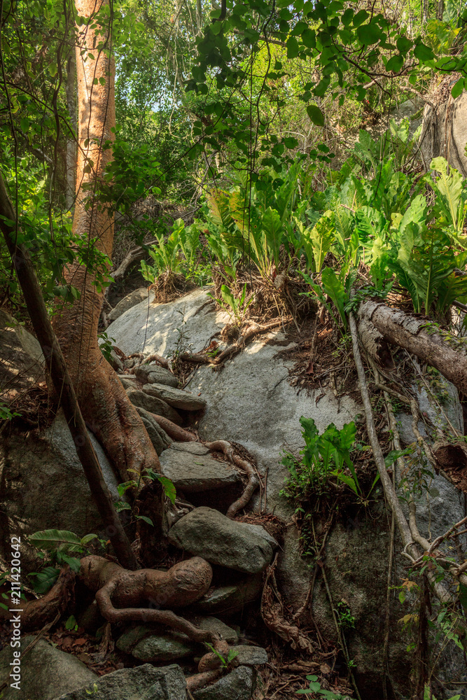 Rainforest in colombia