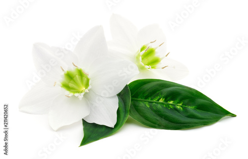 Fototapeta Naklejka Na Ścianę i Meble -  Two white flowers.