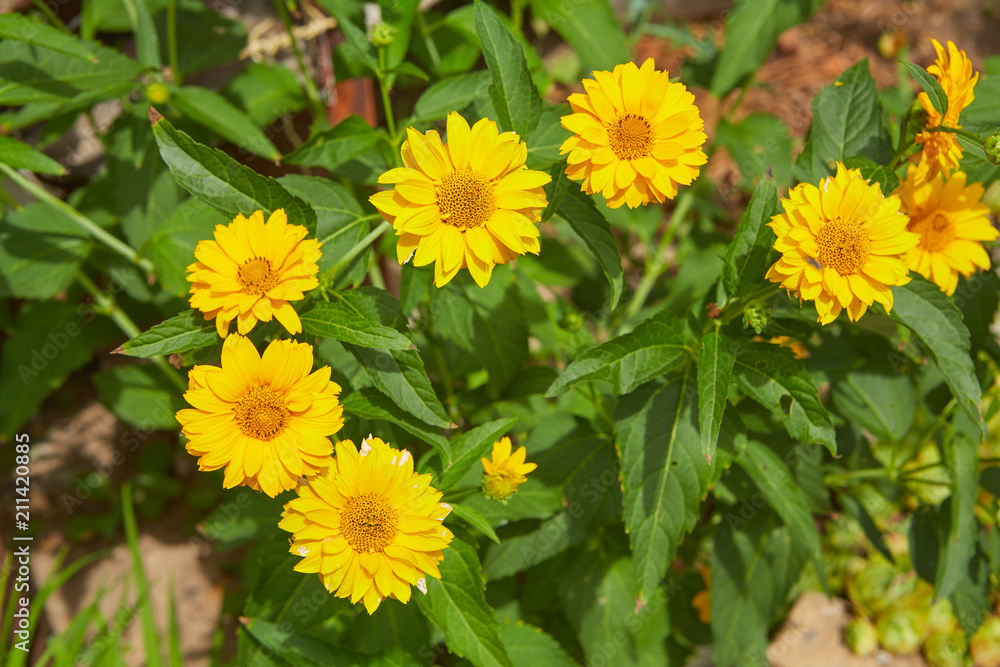 flowers flowers