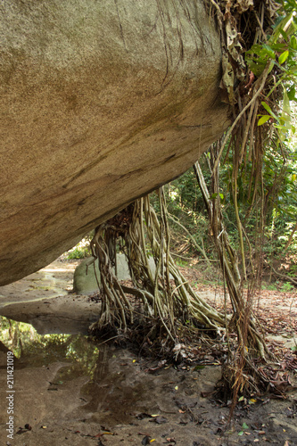 Rainforest in colombia