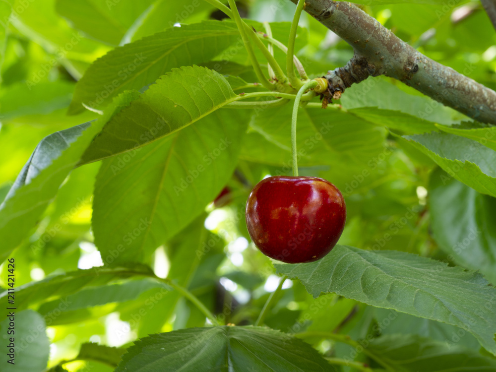 red cherry red cherry