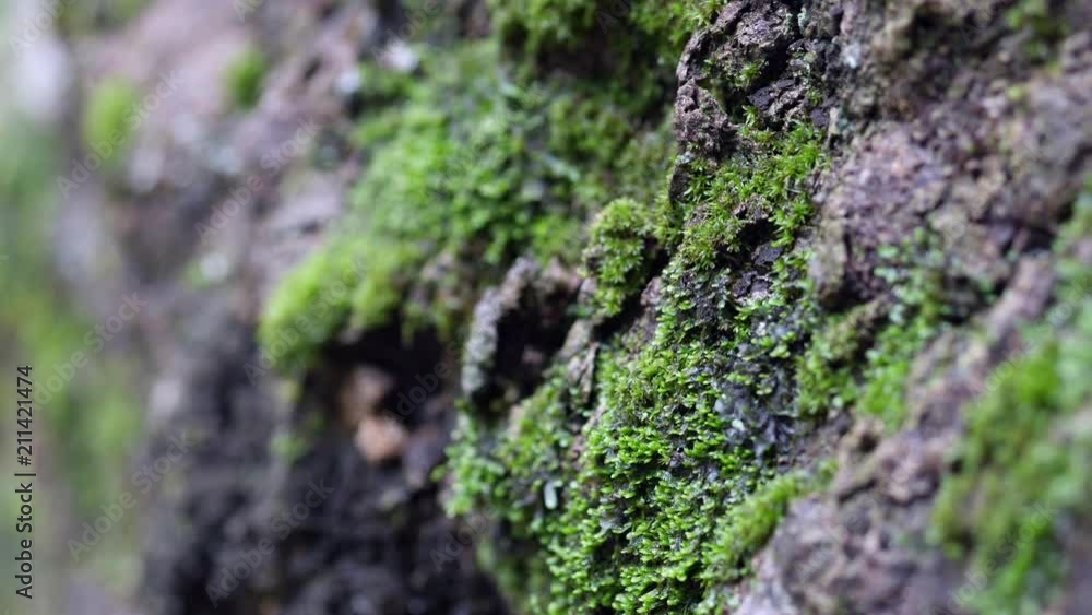 Close up of Moss on tree waterfall background. Close up of Moss on tree waterfall background.