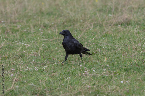 schwarzer Vogel stolziert im Gras