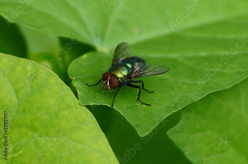 a large green fly sits on a leaf of a plant