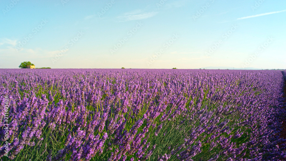 CLOSE UP: Beautiful blooming lavender flowers in sunny summer