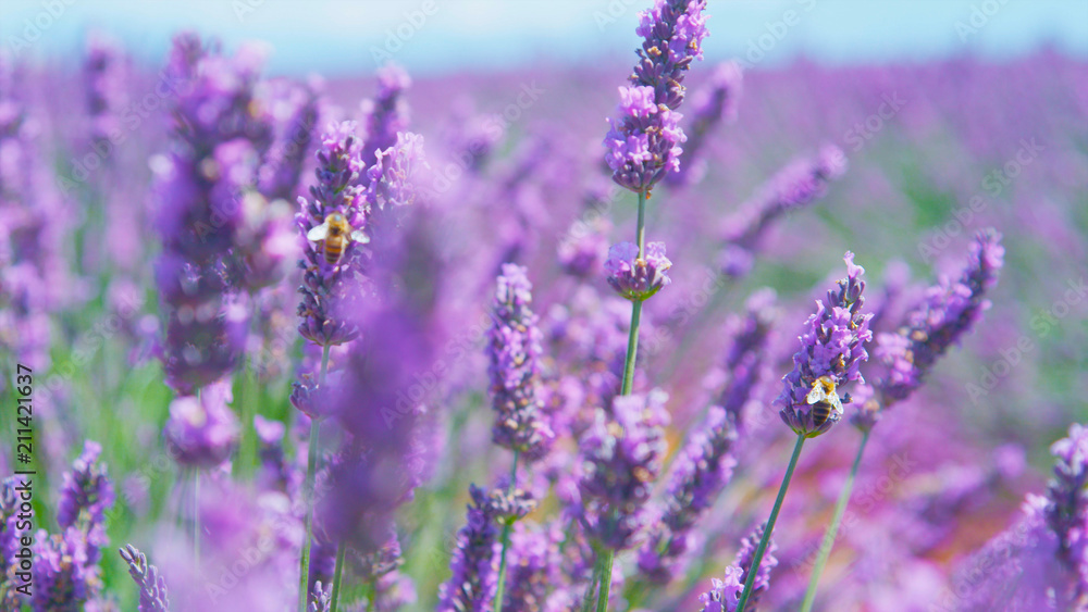 Obraz premium CLOSE UP: Bees collecting honey in field of blooming lavender
