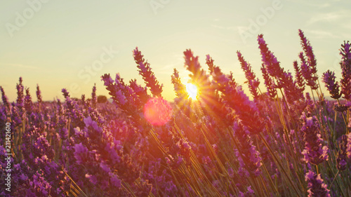 CLOSE UP  Sunset sun shining through purple lavender flowers