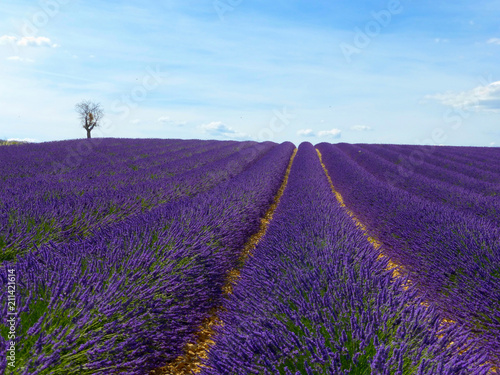 CLOSE UP  Endless lines of blooming lavender in sunny France
