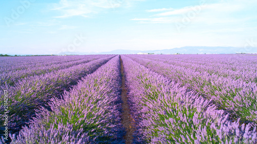 Wallpaper Mural CLOSE UP: Endless lines of blooming lavender in sunny France Torontodigital.ca
