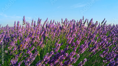 CLOSE UP: Beautiful blooming lavender field in Provence France
