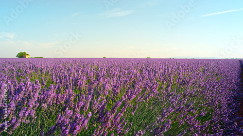 CLOSE UP  Beautiful blooming lavender flowers in sunny summer