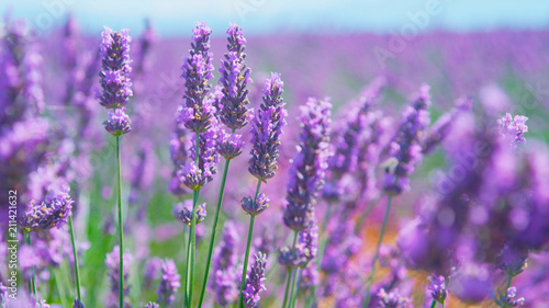 CLOSE UP: Bees collecting honey in field of blooming lavender © helivideo