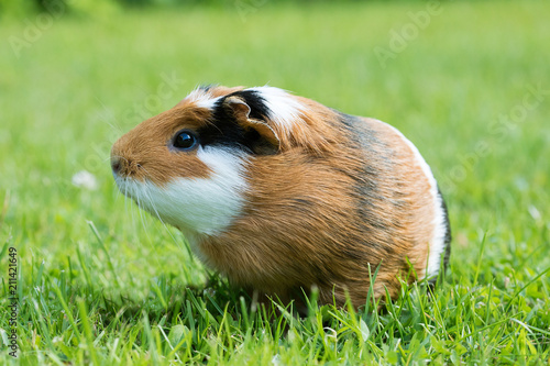 Obraz na plátně Guinea pig (Cavia porcellus)