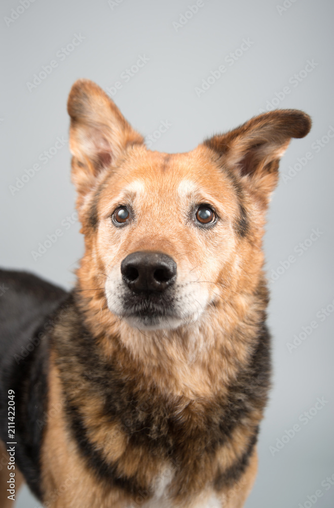 Black and Brown Mixed Breed Senior Dog Black and Brown Mixed Breed Senior Dog