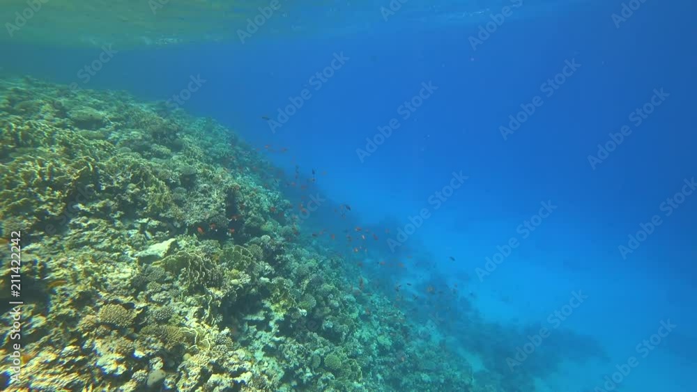 Nurkowanie. Egipt. Dahab Nurkowanie. Egipt. Dahab