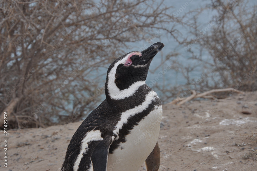 Obraz premium PINGUINO