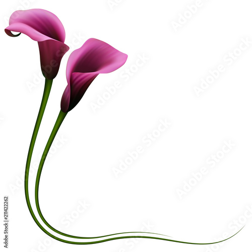 Realistic violet calla lily, corner. The symbol of Royal beauty. photo