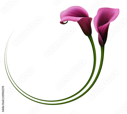 Realistic violet calla lily, circle frame. The symbol of Royal beauty.