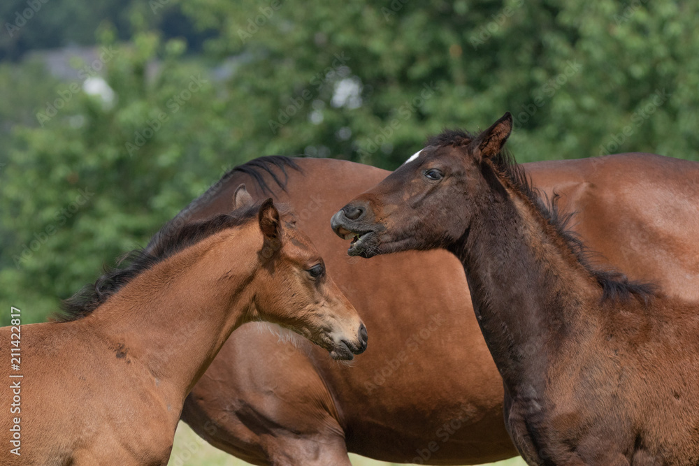 Fototapeta premium Gespräch unter Fohlen