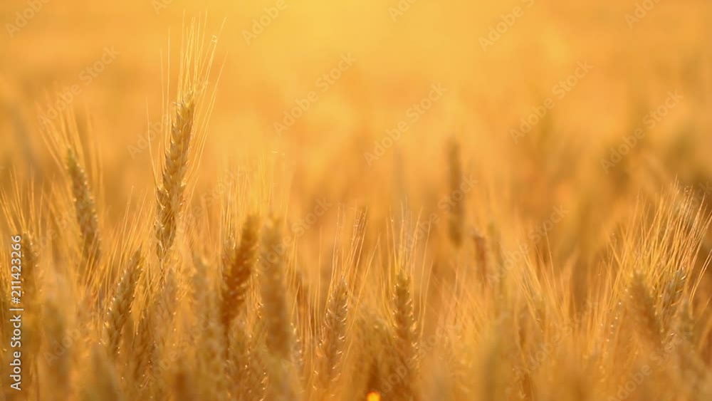 Amazing magic golden sunlight on field of wheat. Wheat crop sways on the field with golden sunlight closeup. Original RAW high quality video. Amazing magic golden sunlight on field of wheat. Wheat crop sways on the field with golden sunlight closeup. Original RAW high quality video.