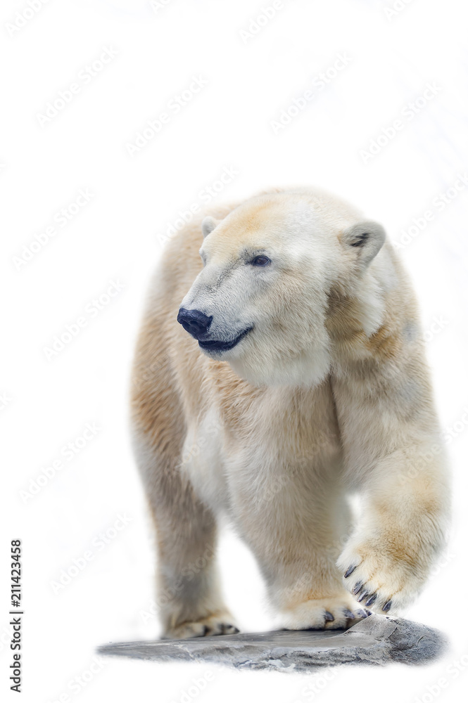 Polar Bear isolated on the white background Polar Bear isolated on the white background