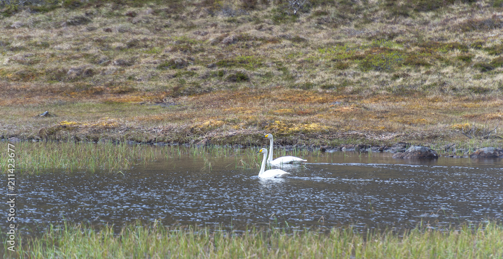 .swans on the lake in the tundra