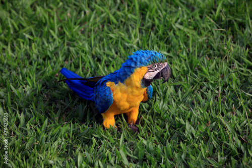 Curious Macaw Parrot Standing In The Grass - Nature, Colorful Wildlife, Garden. Yellow and Blue Colors, Lush Green Grass. Close-Up Image