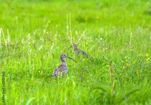 Eurasian curlew © belov3097