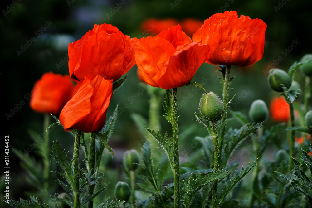 Bright red blossoming poppies among the green grass. Bright red blossoming poppies among the green grass.