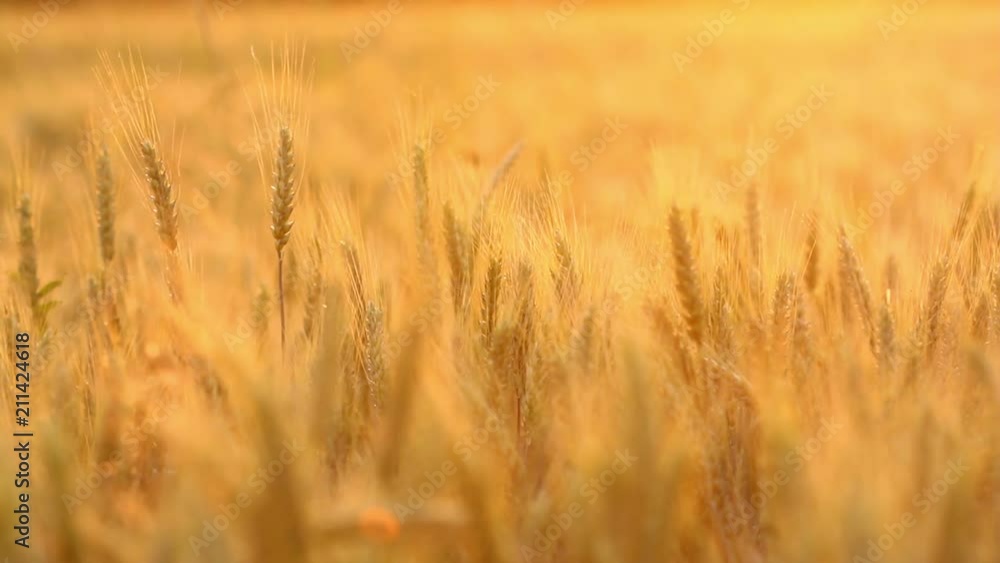 Amazing magic golden sunlight on field of wheat. Wheat crop sways on the field with golden sunlight closeup. Original RAW high quality video. Amazing magic golden sunlight on field of wheat. Wheat crop sways on the field with golden sunlight closeup. Original RAW high quality video.